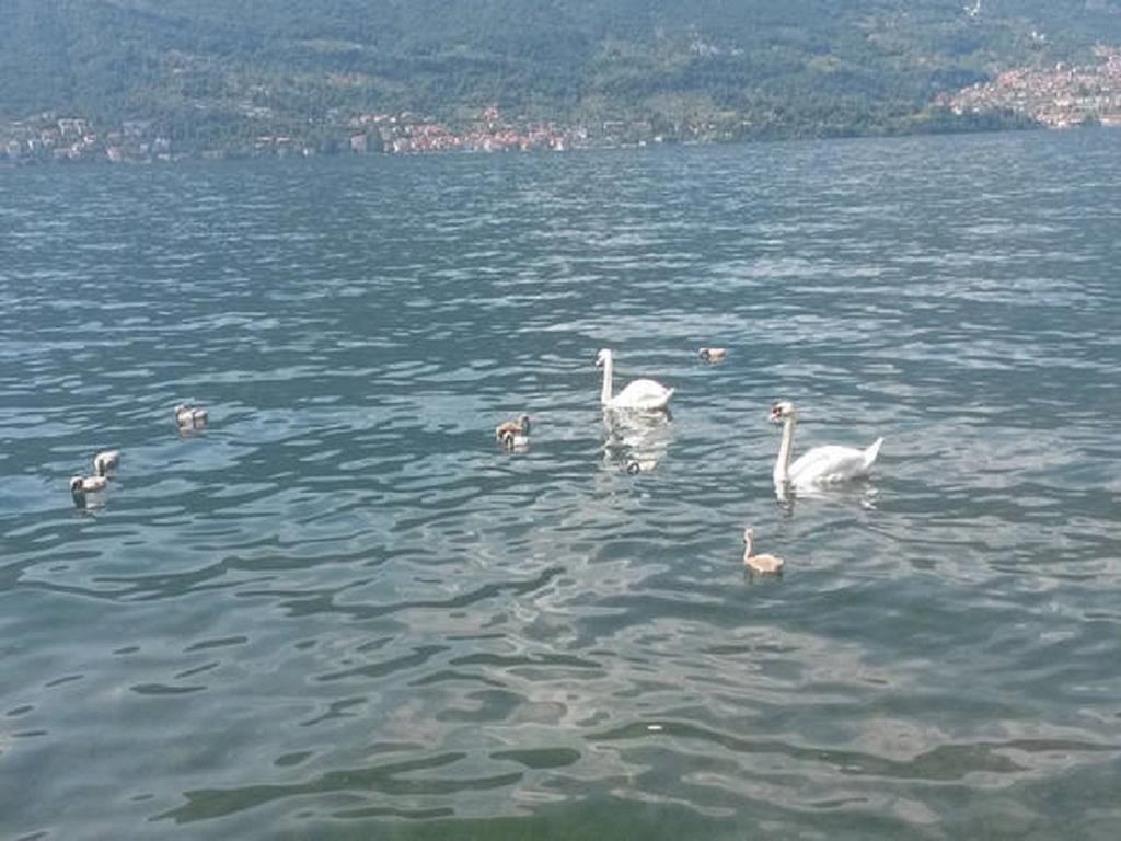 Appartamento Vista Lago - Betta Lezzeno Zewnętrze zdjęcie