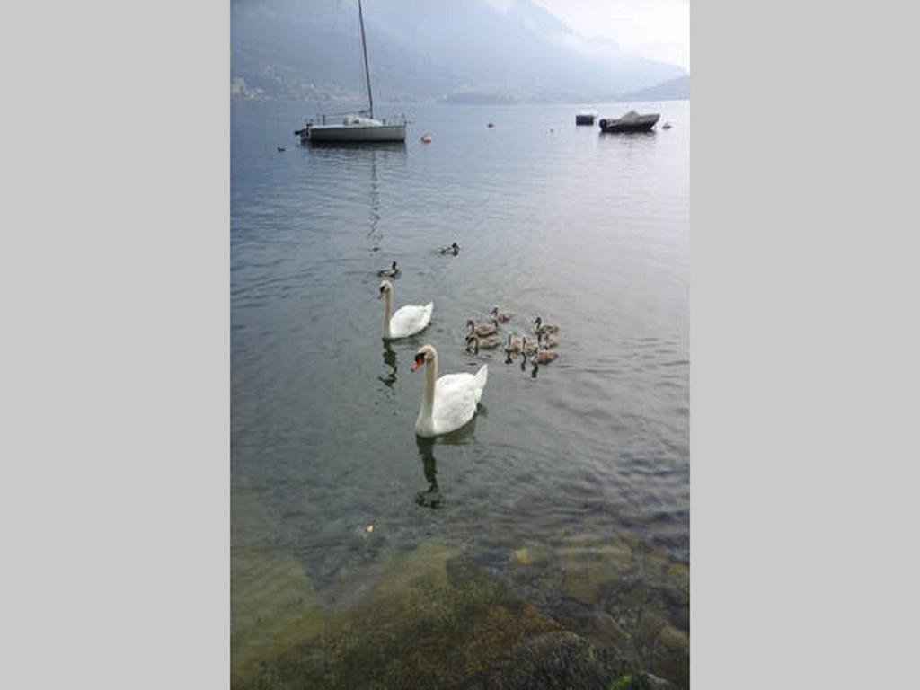 Appartamento Vista Lago - Betta Lezzeno Zewnętrze zdjęcie